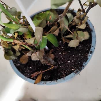 Küflü Ve Farklı Ürün Gönderildi, Görseldekiyle İlgisi Yok