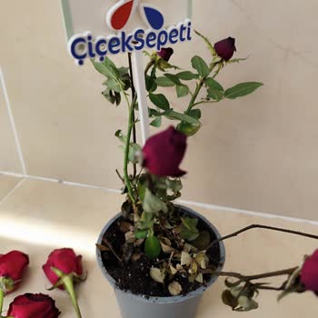 Küflü Ve Farklı Ürün Gönderildi, Görseldekiyle İlgisi Yok