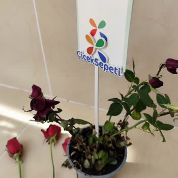 Küflü Ve Farklı Ürün Gönderildi, Görseldekiyle İlgisi Yok