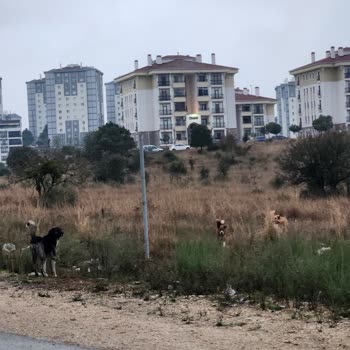 Başıboş Köpekler Nedeniyle Mahallede Güvenlik Endişesi Ve Belediyenin Çözüm Eksikliği