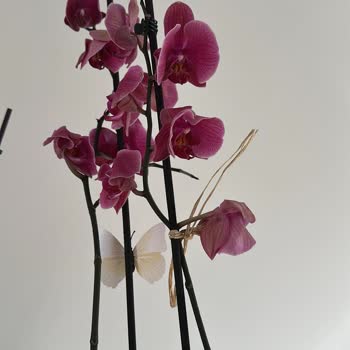 Solmuş Orkide Teslimatı Ve Müşteri Hizmetlerinden Yanıtsızlık