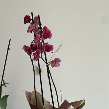 Solmuş Orkide Teslimatı Ve Müşteri Hizmetlerinden Yanıtsızlık