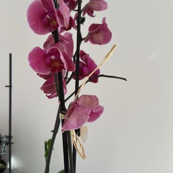 Solmuş Orkide Teslimatı Ve Müşteri Hizmetlerinden Yanıtsızlık