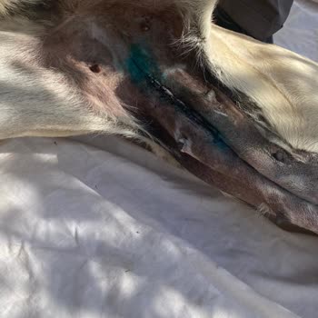 Veteriner Kliniğinde Ameliyat Sonrası İlgisizlik Ve Köpeğimin Kaybı