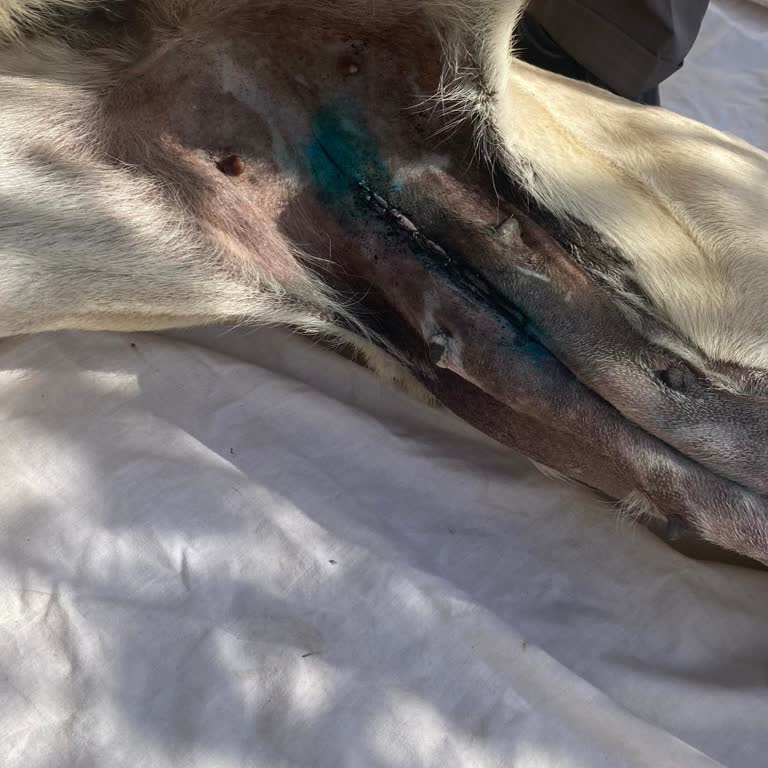 Veteriner Kliniğinde Ameliyat Sonrası İlgisizlik Ve Köpeğimin Kaybı