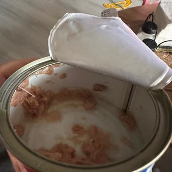 Dardanel Ton Balığında Kılçık Çıkması Ve Güven Sorunu