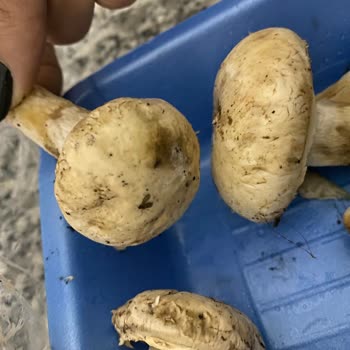 Şok Mağazasından Aldığım Mantarda Küf Ve Hijyen Sorunu Yaşadım