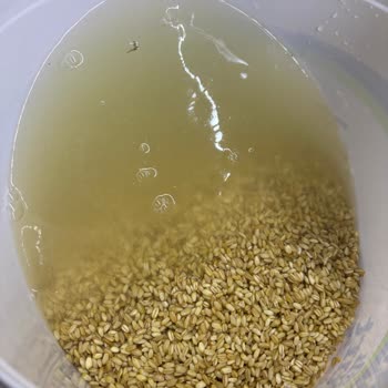 A101'den Aldığım Buğdayda Kurtlar Ve Markette Ciddi Hijyen Sorunları