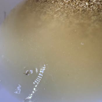 A101'den Aldığım Buğdayda Kurtlar Ve Markette Ciddi Hijyen Sorunları