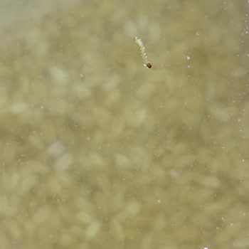 A101'den Aldığım Buğdayda Kurtlar Ve Markette Ciddi Hijyen Sorunları