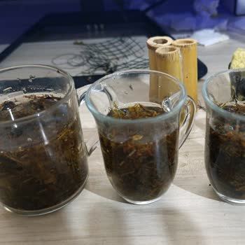 Canlıpetshop Siparişimde Yanlış Ve Hasarlı Bitkiler Gönderildi, Müşteri Hizmetleri İlgisiz