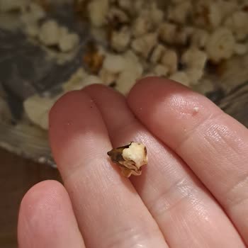 Peyman Nutzz Popcorn Paketinden Yanık ve Diş Kıracak Kadar Sert Mısırlar Çıktı