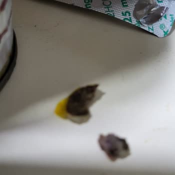 Tat Doğranmış Domates Konservesinde Hayvan Gübresi Ve Ciddi Hijyen Sorunu