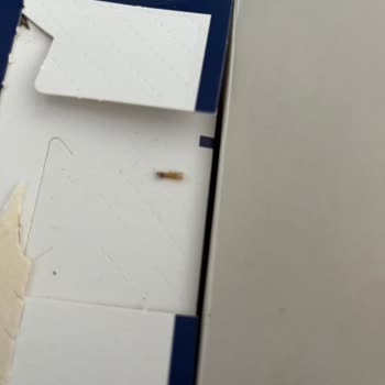 Barilla Makarna Paketinden Böcek Çıktı, Geri Dönüş Yapılmıyor