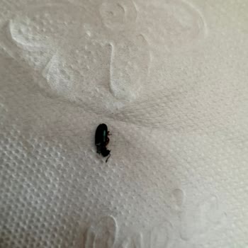 Virbac Mamada Böcek Ve Kurt Sorunu Nedeniyle Hijyen Endişesi Yaşıyorum