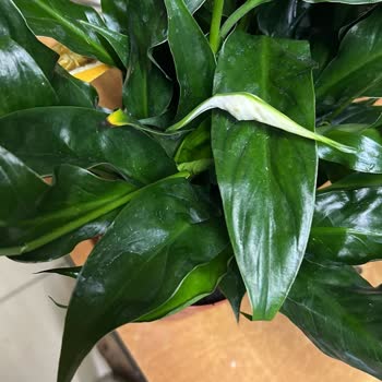 G******** F***** V* E**** Ü***, İade Talebime Dönüş Yok