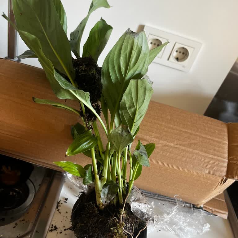 Solmuş Ve Kırık Çiçek, İlgisiz Satıcı: Param Boşa Gitti