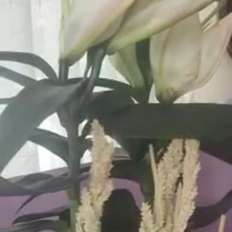 Yanlış Ve Solmuş Çiçek Teslimatı, İade Talebim Reddedildi