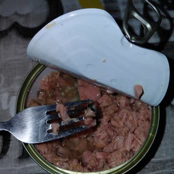 Ton Balığında Böcek Ve Bozulma: Sağlığımız Tehlikede!