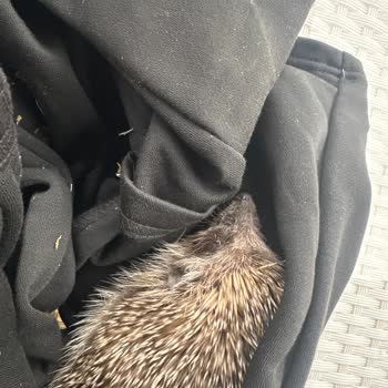 Yaralı Kirpi İçin Yetkililere Ulaşamıyorum Acil Yardım Bekliyorum