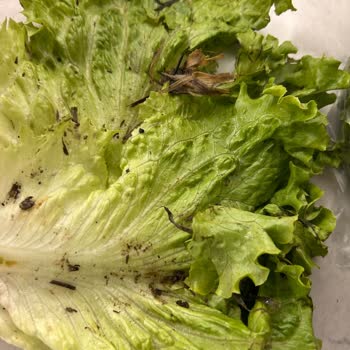 Migros'tan Alınan Kıvırcık Yapraklardan Çıkan Yabancı Maddeler Şok Etti