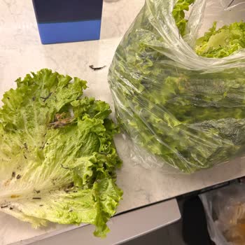 Migros'tan Alınan Kıvırcık Yapraklardan Çıkan Yabancı Maddeler Şok Etti