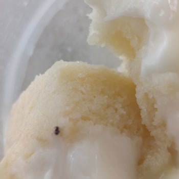 Satın Aldığım Pastadan Böcek Çıktı, Açıklama Ve Özür Bekliyorum