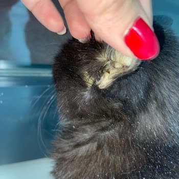 Tedavisi Yarım Bırakılan Kedimiz İçin Maddi Ve Manevi Mağduriyet Yaşıyoruz