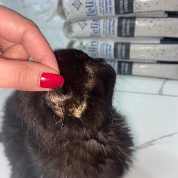 Tedavisi Yarım Bırakılan Kedimiz İçin Maddi Ve Manevi Mağduriyet Yaşıyoruz