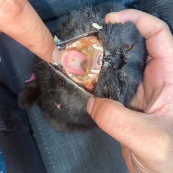 Tedavisi Yarım Bırakılan Kedimiz İçin Maddi Ve Manevi Mağduriyet Yaşıyoruz