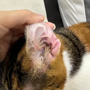 Kuduz Aşısı Sonrası Kedimde Ciddi Alerjik Reaksiyon Ve Güvenlik Endişesi