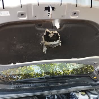 Garanti Kapsamındaki Toyota C-HR Aracımda Kemirgen Zararı İçin Çözüm Bulamıyorum