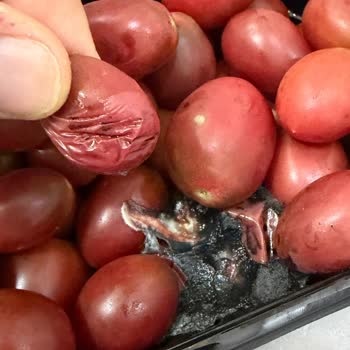 Metro İzmirden Alınan Domateslerin Çürük Çıkması Ve İade Mağduriyeti