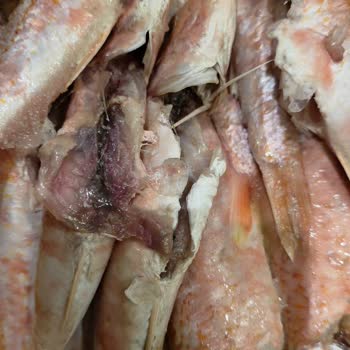 Taze Balık Yerine Bozulmuş Ve Dondurulmuş Ürün Gönderildi, Ücret İadesi Talebim Var