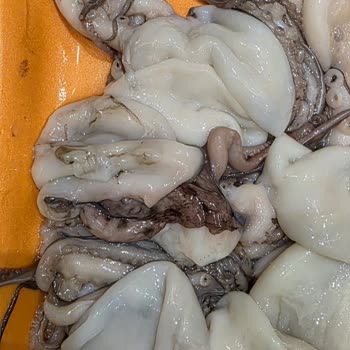 Taze Balık Yerine Bozulmuş Ve Dondurulmuş Ürün Gönderildi, Ücret İadesi Talebim Var