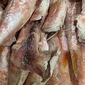 Taze Balık Yerine Bozulmuş Ve Dondurulmuş Ürün Gönderildi, Ücret İadesi Talebim Var