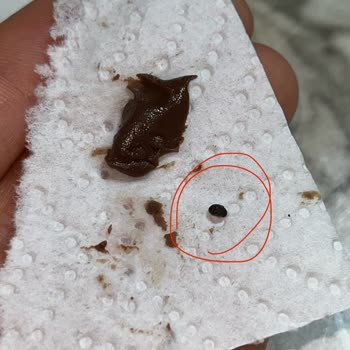 Sıfır Ambalajlı Sarelle Fındık Ezmesinden Böcek Çıkması Güvenimi Sarsıldı