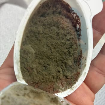 Aldığım Ozmo Sürpriz Yumurta Küflü Çıktı, Sağlığım Tehlikeye Girdi