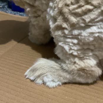 Catfish Petshop & Pet Kuaför Özensiz Tıraş Ve Sonrası Mağduriyet!