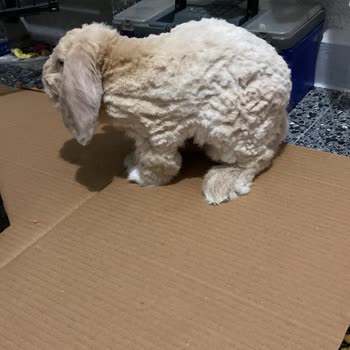 Catfish Petshop & Pet Kuaför Özensiz Tıraş Ve Sonrası Mağduriyet!