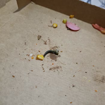 Domino's Kavacık Şubesinden Aldığım Pizzada Yabancı Madde Şoku