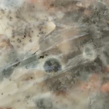 Küflü Pizza Ve Migros Hemen'den Yetersiz Destek