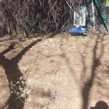 Parktaki Bakımsızlık Nedeniyle Yaşanan Sorunlar ve Çözüm Talebi