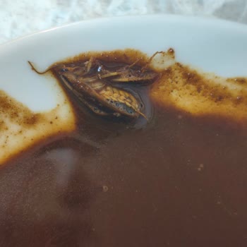 Mehmet Efendi Türk Kahvesi Paketinde Böcek Çıkması Güvenimi Sarstı