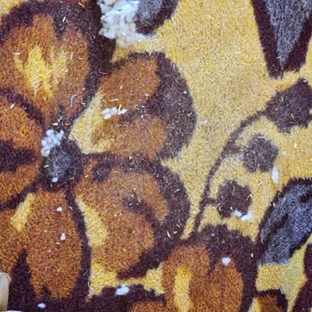 Aldığım Yün Yastıklardan Saman Çıktı Sağlığım Olumsuz Etkilendi