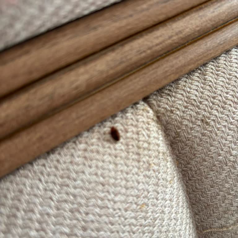 Bambi Yataktan Çıkan Tahta Kuruları Evimize Yayıldı, Çözüm Sunulmuyor