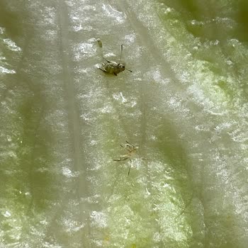 Komagene Siparişimde Marulun İçinde Yaprak Biti Çıktı Hijyen Endişesi Yaşadım