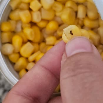 Tukaş Konserve Mısırda Böcek Şoku ve Açıklama Beklentisi