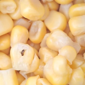 Tukaş Konserve Mısırda Böcek Şoku ve Açıklama Beklentisi