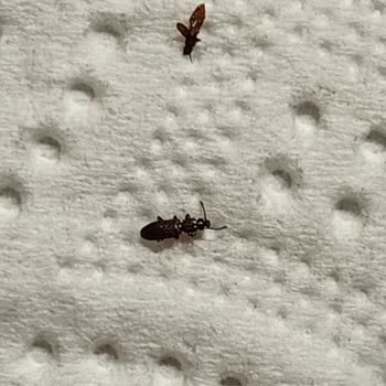 Aldığım Makarnadan Böcek Çıkması Gıda Güvenliği Endişesi Yarattı